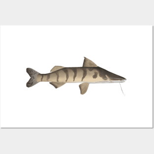 Zebra Catfish Posters and Art